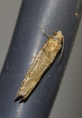 Pelochrista caecimaculana