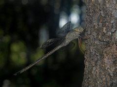 Gynacantha villosa