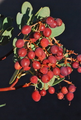Arctostaphylos peninsularis peninsularis