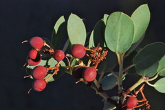Arctostaphylos peninsularis peninsularis