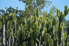 Euphorbia ingens