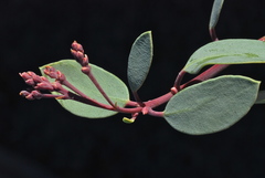 Arctostaphylos peninsularis peninsularis