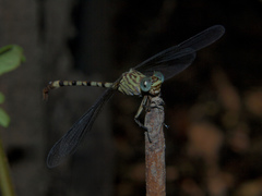 Lestinogomphus angustus