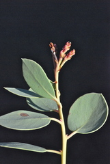 Arctostaphylos peninsularis peninsularis