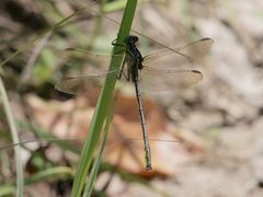 Notogomphus praetorius