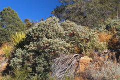 Arctostaphylos peninsularis peninsularis