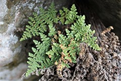 Myriopteris intertexta