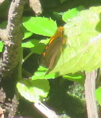 Metisella metis