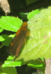 Metisella metis