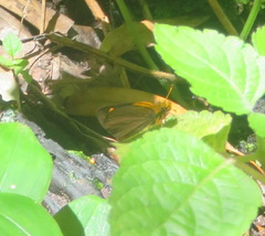 Metisella metis