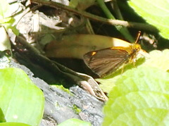 Metisella metis