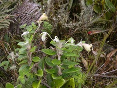 Siphocampylus affinis