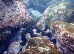 Eubalichthys bucephalus