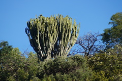 Euphorbia ingens