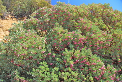Arctostaphylos peninsularis peninsularis