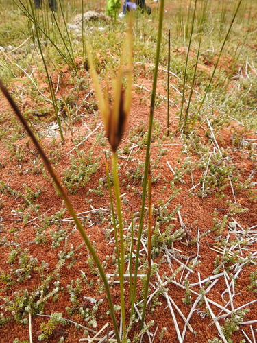 Image of Marsippospermum grandiflorum by (c) María Regina Silva, some rights reserved (CC BY)