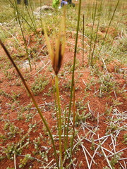 Marsippospermum grandiflorum