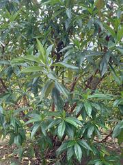 Escallonia pendula