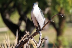 Nycticorax nycticorax