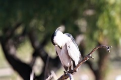 Nycticorax nycticorax
