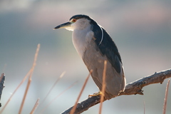 Nycticorax nycticorax