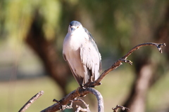 Nycticorax nycticorax