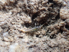Betaeopsis aequimanus