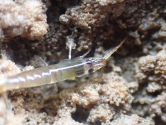 Betaeopsis aequimanus