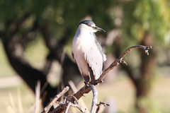 Nycticorax nycticorax