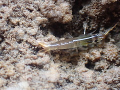 Betaeopsis aequimanus