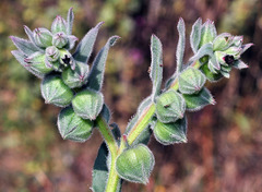 Nonea vesicaria
