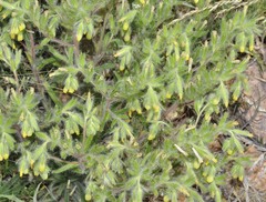Onosma tricerosperma