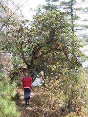 Rhododendron arboreum