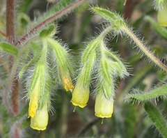 Onosma tricerosperma