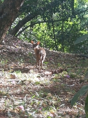 Nesotragus moschatus