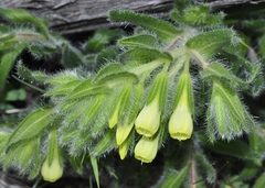 Onosma tricerosperma