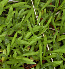 Erythranthe linearifolia