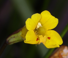 Erythranthe linearifolia