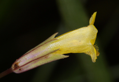 Erythranthe linearifolia