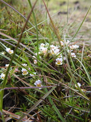 Euphrasia antarctica