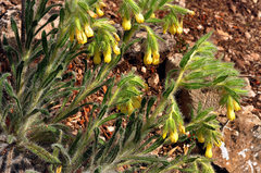 Onosma tricerosperma