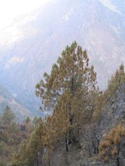 Pinus roxburghii