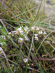 Euphrasia antarctica