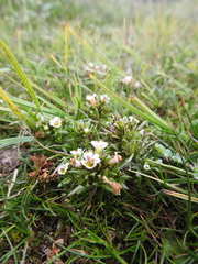 Euphrasia antarctica