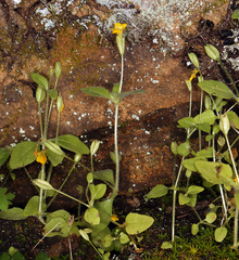 Erythranthe taylorii