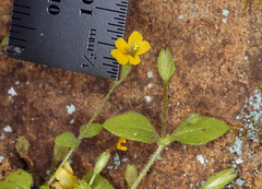 Erythranthe taylorii