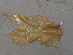 Aeodes nitidissima