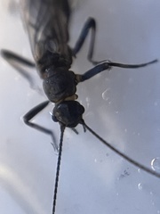 Allocapnia recta