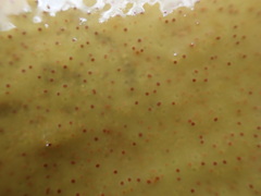 Aeodes nitidissima