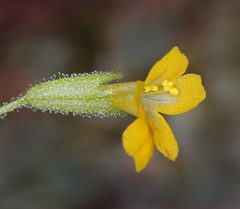 Erythranthe taylorii